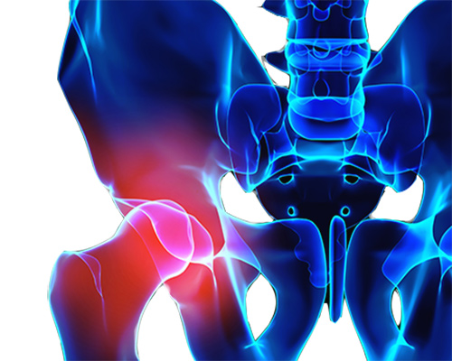 Anatomy of the coxofemoral joint