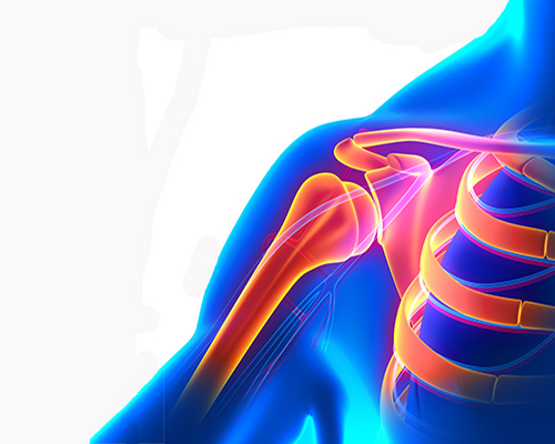 Shoulder anatomy